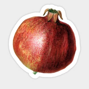 Pomegranate Sticker